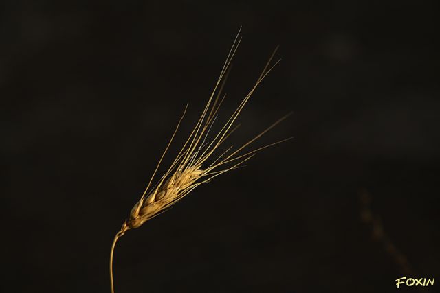 album/060 Solitariarid.jpg